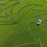 Drohne über Reisfeld